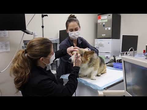 Cataract Surgery for Your Pet | What to Expect | MedVet Veterinary Ophthalmology