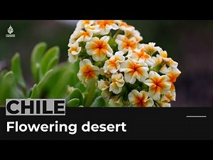 Chile's Atacama Desert turns into a flowery garden