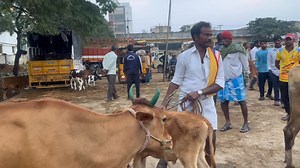 15K views · 395 reactions | Pileru Cow's marketing's every sunday's, 6 pm 12 pm || #Cowmarketing Part 14 | Lks Chanal | Facebook