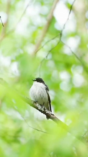 Pied flycatcher singing #reels #bird #nature #sound #singing | Okicau