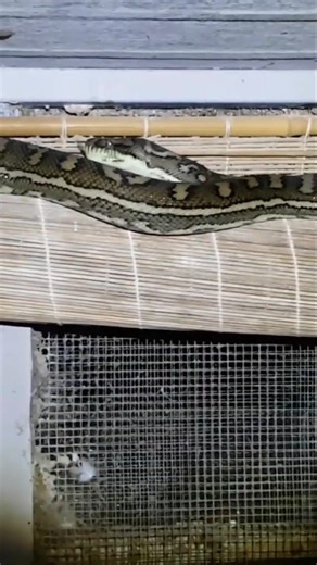 Python Vs Pigeons #shorts #pigeon #brisbane