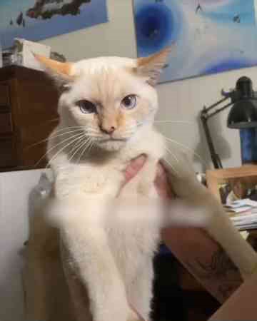 Surprising cat learned to bark