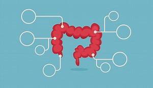 Dickdarm-Vektor-illustration