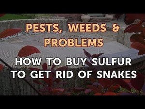 How to Buy Sulfur to Get Rid of Snakes