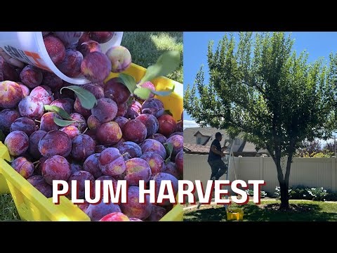 Plum Harvest: What 20 Years of Growth Can Give You