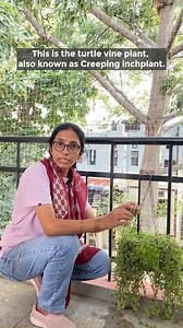 17K views · 303 reactions | Grow turtle vine plant (creeping inchplant) in your garden. #turtlevineplant #hangingplants #indoorplants #houseplants #perennialplants #gardening #givemetreestrust | Give Me Trees Trust | Facebook