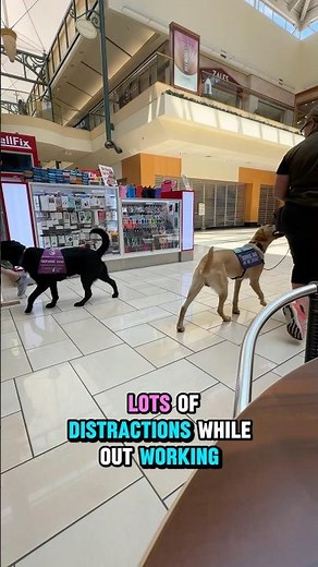Teaching Service Dogs in Training to Pass Dogs While Working without Getting Distracted
