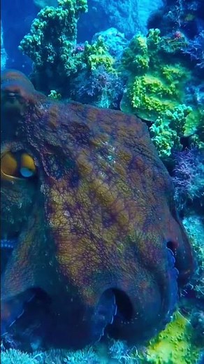 Anatomy of the Octopus