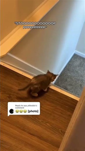 Cat stairs 😹 #shorts #cat #viral #trending #funny #jokes #memes #catlover #catshorts #catvideo