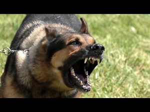 FREE SOUND EFFECTS: Dog Barking 16