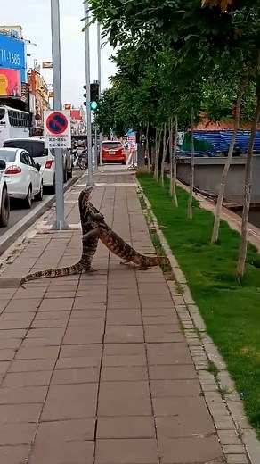 Two monitor lizards were spotted wrestling on sidewalk 😲 ViralHog | MetDaan Animals