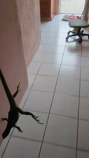 Overcome Your Fear of Lizards with This Hilarious Prank
