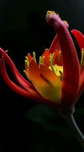 像一只手的花，真实存在A Flower That Looks Like a Human Hand不是传说，是植物学记录在册的花One of the strangest flowers on Earth