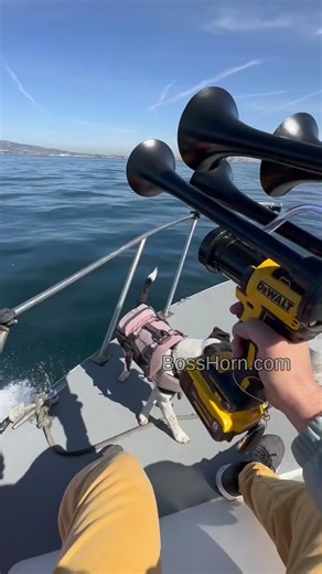 Dewalt Train Horn That Actually Works
