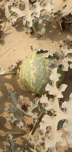 Desert gourd |Citrullus colocynthis | Colocynth |bitter apple| bitter cucumber