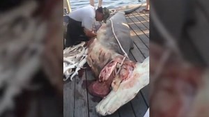 What he found in this shark's stomach left one fisherman shocked
