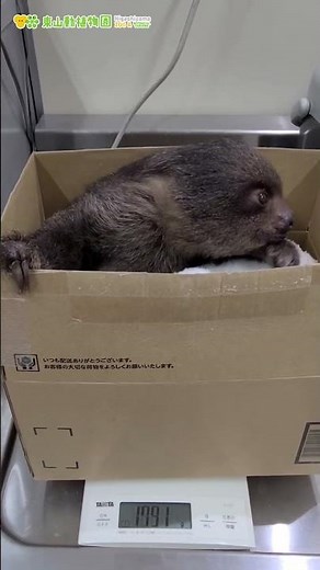 【東山動植物園公式】ナマケモノの赤ちゃんの体重測定＆鳴き声《 フタユビナマケモノ ナマケモノ 》 #animals #short