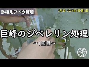 【鉢植えブドウ栽培2年目#12】巨峰のジベレリン処理～一回目～