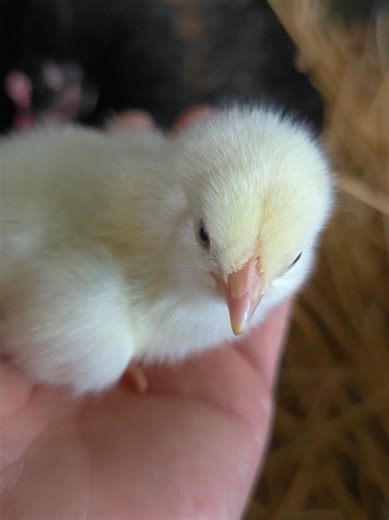 #farmer #farmlife #faryou #farm #oujda