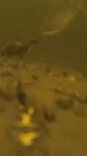 Watch how this massive northern pike smashes a dead herring that was dragged over the bottom. A clip of our latest video on the @whitelabelfishing YT channel 🙏 #fishing #pike #outdoors | Sean Wit