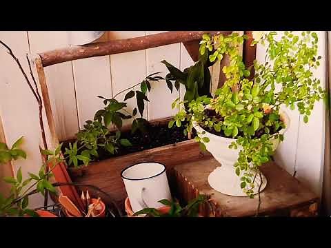 #絵のない絵本 【マンゴーとバナナ まめじかカンチルのおはなし】（インドネシア）