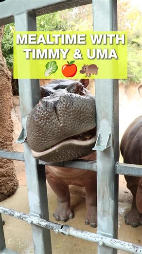 10K views · 98 reactions | 鍊 Hangin' with the Hippos 鍊 Here's a throwback to when KSAT Avery Everett got to meet Timmy & Uma at the San Antonio Zoo! 囹 廉 Did you know you can watch a livestream of the Hippos, Flamingos & Whooping Cranes at the SA Zoo on KSAT plus? Stream it for free here-> https://www.ksat.com/ksatplus/?utm_source=facebook&utm_medium=social&utm_campaign=snd&utm_content=ksat12 | KSAT 12 & KSAT.com | Facebook