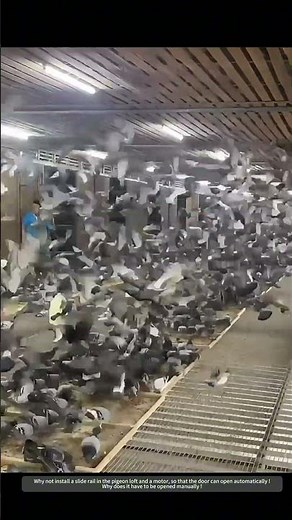 Amazing Process Of Manually Opening The Loft Door To Let Pigeons Out !