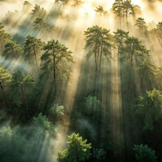 Animated 4K Forest Backgrounds – Mystical Fog, God Rays, Ethereal Loop (digital Download) - Etsy
