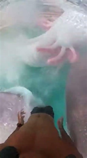 Waterslide into pool full of giant fish #funny #memes
