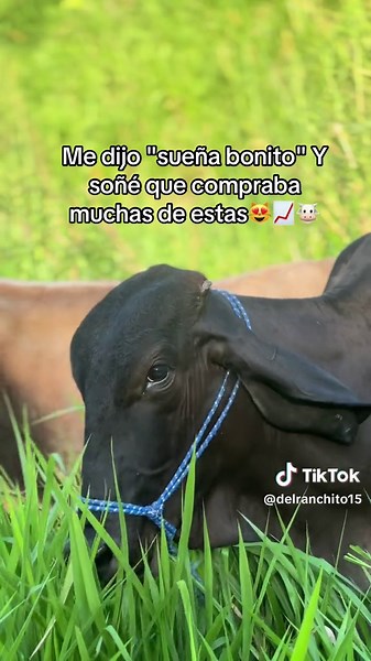 Sueños Ganaderos: Comprando Vacas para el Futuro