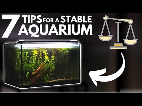 7 Tips for Keeping a Stable Aquarium