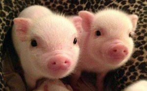 可爱的猪星人，萌化了！