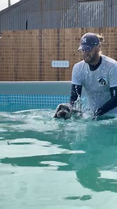 30K views · 1K reactions | Cockapoo Pluto wasn’t sure about swimming but done really well after Terry cuddles  | Canine Dip and Dive Maldon | Facebook