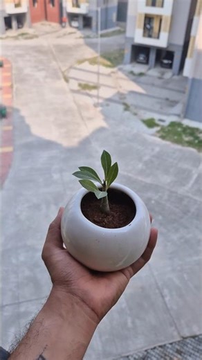 Potting Adenium plant in a new planter