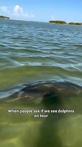 Dolphins love hanging out in Shell Key Preserve, but like all wildlife their whereabouts are unpredictable! Book your adventure & lets see what we encounter! 🤩🐬🩵 | Get Up And Go Kayaking