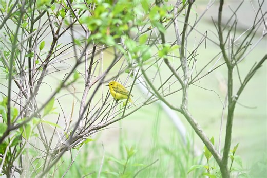 Wildlife photographers, grab your gear: The spring bird migration is here