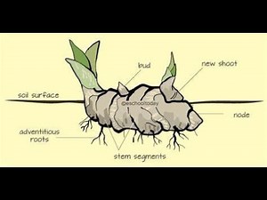 lecture 4 Cogno 2 ( Introduction to subterranean stem Part 1)