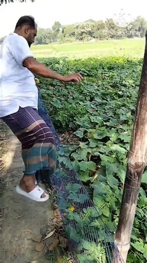 রমজানের কচি এবং খাঁটি মনের খিরাই, মন ২২০০ টাকা #খিরাই