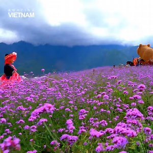 78K views · 8.6K reactions | Purple flowers hill (Sapa) | Amazing Vietnam | Facebook