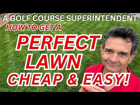 Best Grass Seed for the Money Revealed!