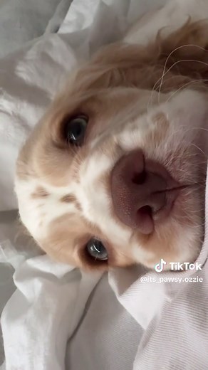 Charming English Cocker Spaniel Puppy Moments