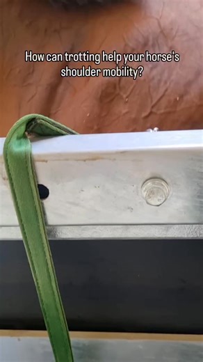 The equine shoulder moves through a different range of movement in trot versus canter 🧏‍♀️ In trot, the scapula swings back and forth ↔️ In canter, it moves up and forward ⬅️⤴️ Therefore, trot can be an effective active method of loosening up the shoulders by taking them through a greater range of motion 👍 Did you know this? 🤔 #equineathlete #treadmill #warmuproutine #equestrian #biomechanics Cover photo 📷 @a_r_k_horse_photography | Animal Athlete and Pet Physio