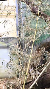 Happy World Snake Day! 🐍 It's mealtime for our Madagascar ground boa and reticulated python. These snakes only eat one large meal per month, swallowing their prey whole and using their slow metabolisms to make the nutrients last until their next meal! 🐍 Madagascar Ground Boas are the largest snake species in Madagascar, and despite being primarily terrestrial have been known to climb trees to hunt lemurs. 🐍Reticulated pythons have six rows of backwards-angled teeth to prevent their prey from 