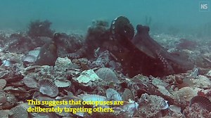 4.4K views · 186 reactions | Octopuses intentionally 'throw' shells and silt at each other, the first time such behaviour has been reported 66% of throws were performed by females, often at males that are harassing them. #animalbehaviour #marinebiology #zoology | New Scientist | Facebook