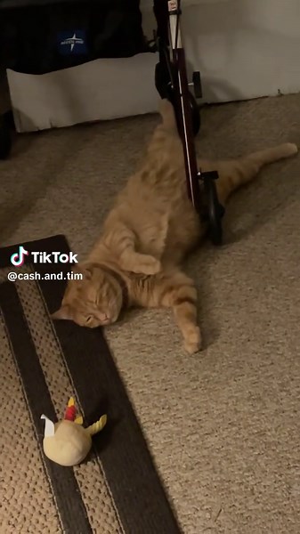 Timmy the Orange Kitty: Adorable Back-Laying Moments