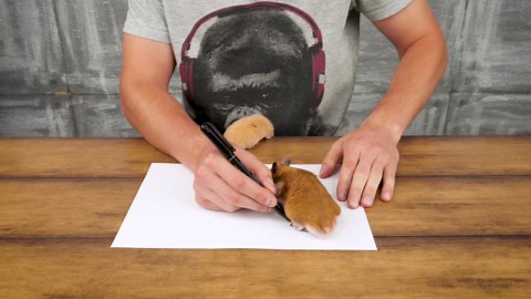 Building the ultimate Hamster 3000 treadmill—DIY pet fitness project!