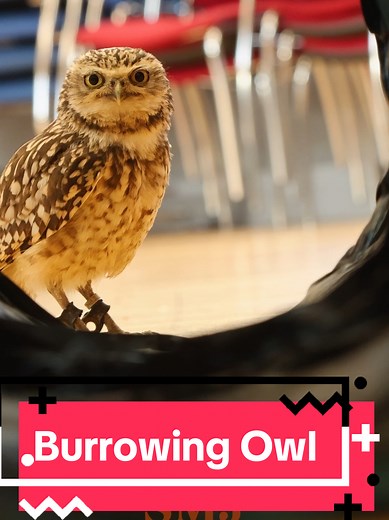 Discover the Charming Burrowing Owl Behaviors