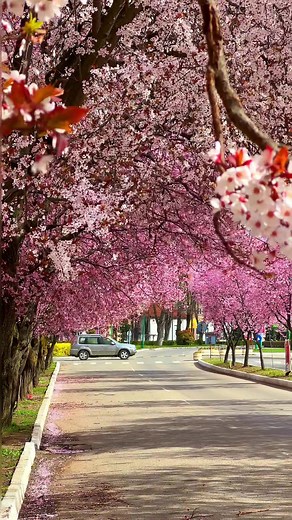Ever seen nature's grand show? In the heart of Romania’s Arad County lies Ineu, a quaint town that transforms into a mesmerizing canvas each spring. Here, the spectacle of trees in bloom isn't just a sight to behold; it's a celebration of life, renewal, and the sheer resilience of nature. As winter’s chill gives way, Ineu’s landscapes are reborn, with streets, parks, and surrounding hillsides dressed in vibrant hues. It's a painter's dream and a traveler’s delight, where each turn reveals a new