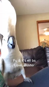 24K views · 1.2K reactions | Buster rants on… #fyp #bullshark #VansCheckerboardDay #viral #fuck #rant #buster | Busterrthecockatoo | Facebook
