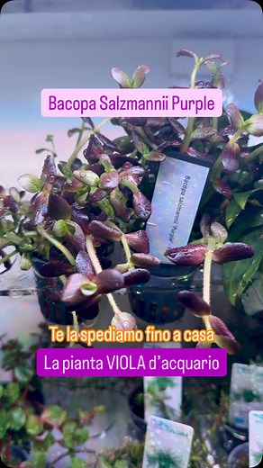 La Bacopa Salzmannii ‘Purple’ è una varietà di piante acquatiche appartenente alla famiglia delle Bacopaceae. Si distingue per il suo colore viola intenso e le sue foglie piccole e lanceolate che crescono lungo il fusto della pianta. Originaria dell’America del Sud, questa pianta è molto popolare tra gli appassionati di acquariofilia per il suo aspetto ornamentale e la relativa facilità di coltivazione. Caratteristiche: Colore: Le foglie della Bacopa Salzmannii ‘Purple’ presentano una tonalità v